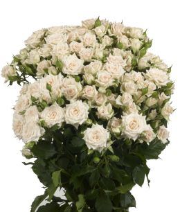 Alexine - Rose Varieties | VARDI | ვარდი                                                                                                                