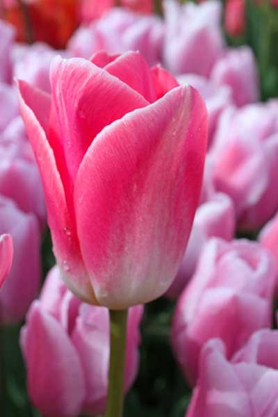 Dynasty -                                                         Species Tulip| TITA | ტიტა                                                        