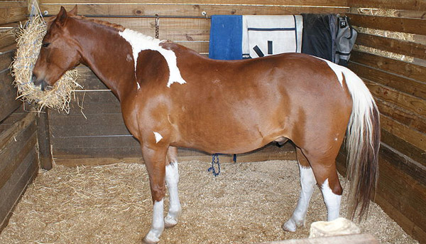 Boer Pony 3 - horse Breeds | ცხენის ჯიშები| cxenis jishebi