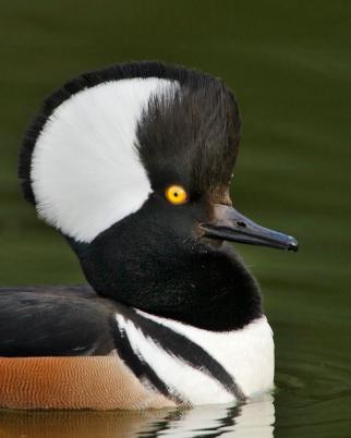 Hooded Merganser - Bird Species | Frinvelis jishebi | ფრინველის ჯიშები