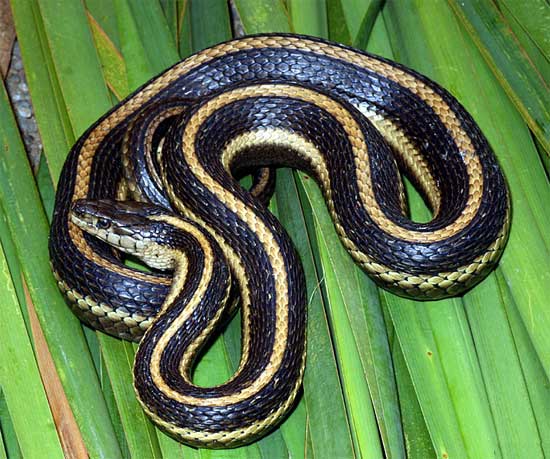 Thamnophis gigas - Giant Gartersnake - snake species | gveli | გველი
