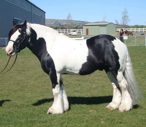 American Drum Horse - horse Breeds | ცხენის ჯიშები| cxenis jishebi