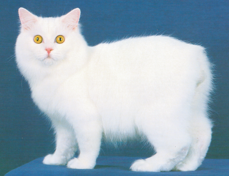 Cymric 3 - cat Breeds | კატის ჯიშები | katis jishebi