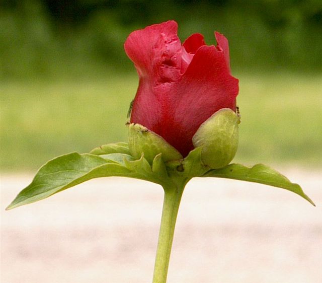Bravura -                                                                                                                 Peonies species| PIONI | პიონი