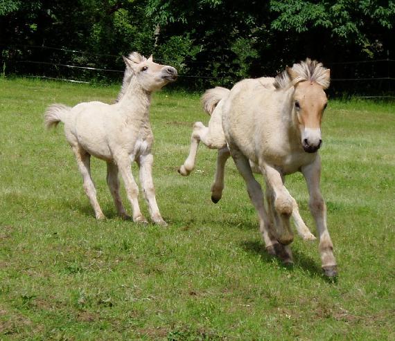 Fjord 2 - horse Breeds | ცხენის ჯიშები| cxenis jishebi