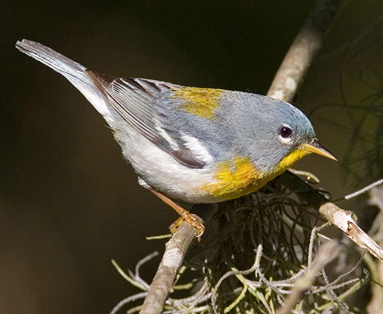 Northern Parula - Bird Species | Frinvelis jishebi | ფრინველის ჯიშები