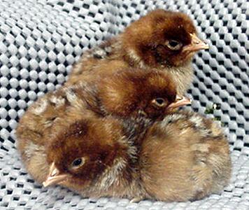 Fayoumi  - chicken Breeds | ქათმის ჯიშები | qatmis jishebi