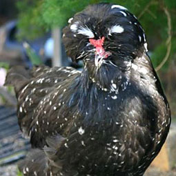 Houdan 3 - chicken Breeds | ქათმის ჯიშები | qatmis jishebi