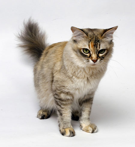 Asian Semi-Longhair - cat Breeds | კატის ჯიშები | katis jishebi