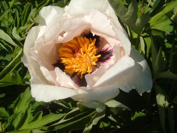Ezra Pound -                                                                                                                 Peonies species| PIONI | პიონი