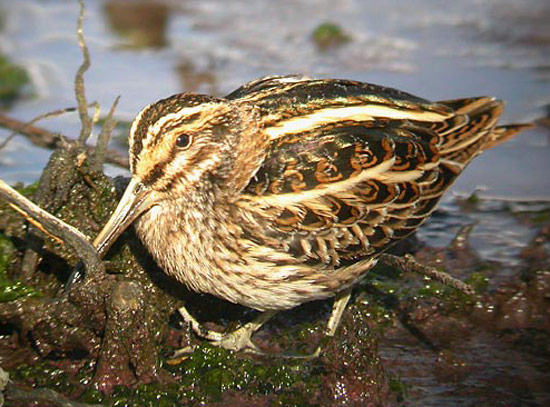 Jack Snipe - Bird Species | Frinvelis jishebi | ფრინველის ჯიშები