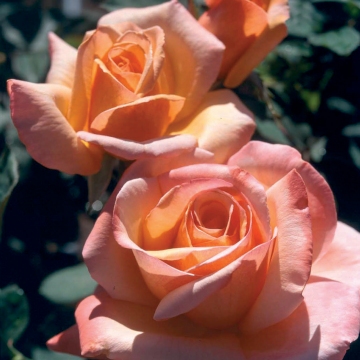 Tahitian Sunset - Rose Varieties | VARDI | ვარდი                                                                                                                