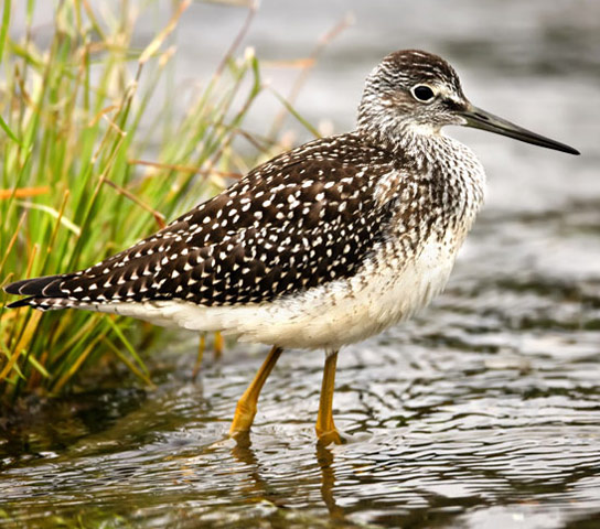 Greater Yellowlegs - Bird Species | Frinvelis jishebi | ფრინველის ჯიშები