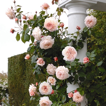 A Shropshire Lad Climbing - Rose Varieties | VARDI | ვარდი                                                                                                                