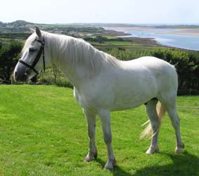 Connemara - horse Breeds | ცხენის ჯიშები| cxenis jishebi