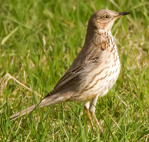 Sage Thrasher - Bird Species | Frinvelis jishebi | ფრინველის ჯიშები