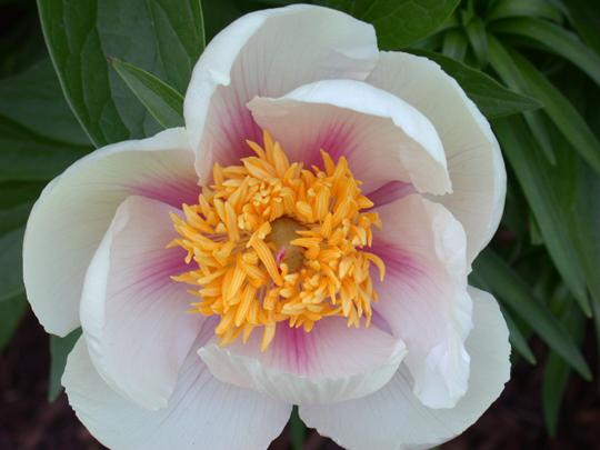 Athena -                                                                                                                 Peonies species| PIONI | პიონი