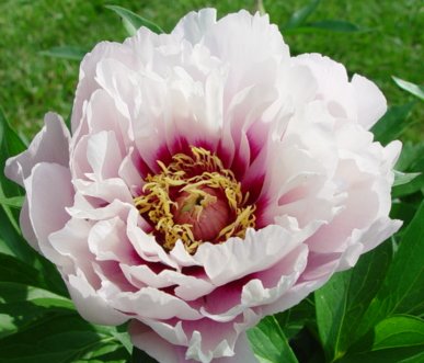 Cora Louise -                                                                                                                 Peonies species| PIONI | პიონი