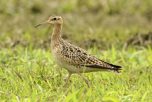 Little Curlew - Bird Species | Frinvelis jishebi | ფრინველის ჯიშები