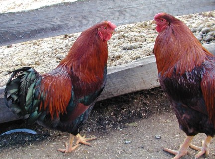 Chantecler 3 - chicken Breeds | ქათმის ჯიშები | qatmis jishebi