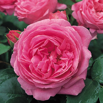 Louise Odier - Rose Varieties | VARDI | ვარდი                                                                                                                