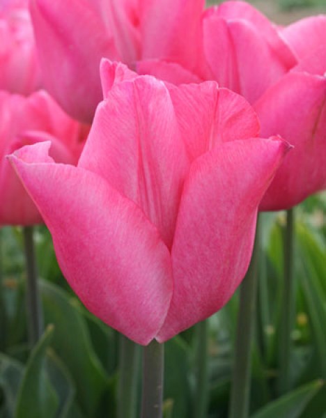 Lydia -                                                         Species Tulip| TITA | ტიტა                                                        