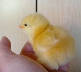 Orpington 1 - chicken Breeds | ქათმის ჯიშები | qatmis jishebi