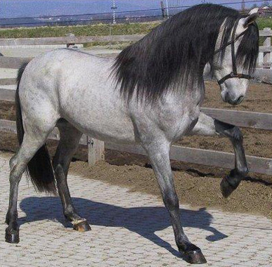 Aralusian Horse - horse Breeds | ცხენის ჯიშები| cxenis jishebi