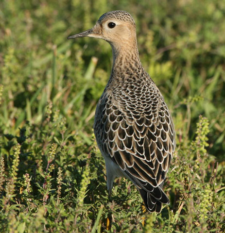 Buff-breasted Sandpiper - Bird Species | Frinvelis jishebi | ფრინველის ჯიშები