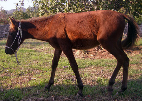 Anadolu Pony - horse Breeds | ცხენის ჯიშები| cxenis jishebi