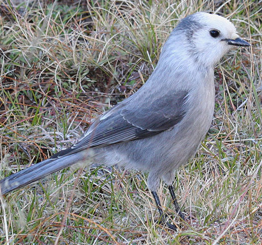 Gray Jay - Bird Species | Frinvelis jishebi | ფრინველის ჯიშები