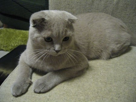 Scottish Fold 3 - cat Breeds | კატის ჯიშები | katis jishebi