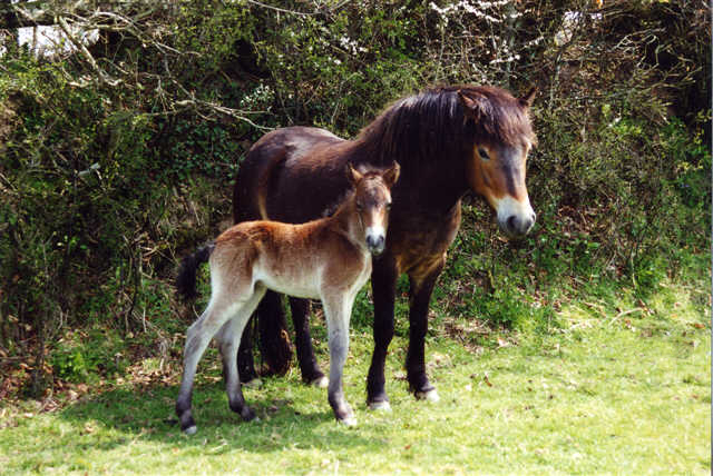 Exmoor 1 - horse Breeds | ცხენის ჯიშები| cxenis jishebi