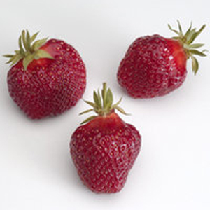 Winona - Strawberry Varieties