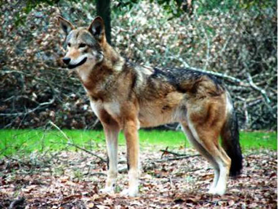 The Florida Red Wolf - wolf species | mglis jishebi | მგლის ჯიშები