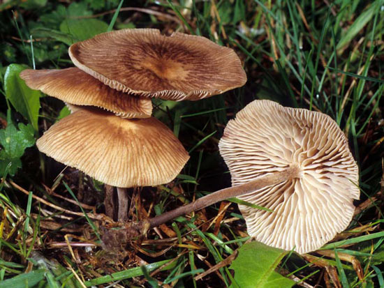 Gymnopus subpruinosus - Fungi species | sokos jishebi | სოკოს ჯიშები
