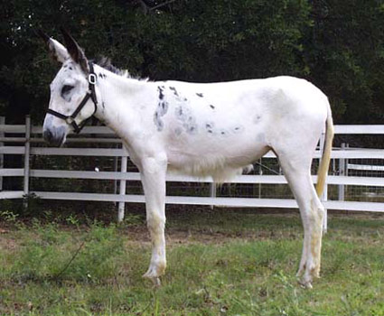 American Mammoth Jack - horse Breeds | ცხენის ჯიშები| cxenis jishebi