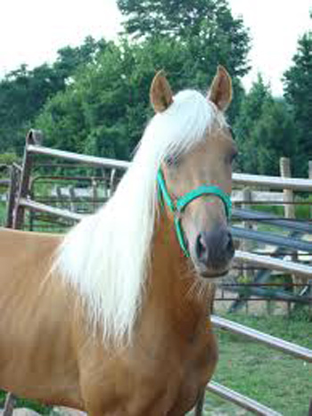 American Walking Pony - horse Breeds | ცხენის ჯიშები| cxenis jishebi