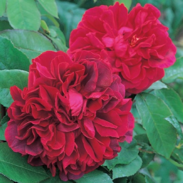 The Dark Lady - Rose Varieties | VARDI | ვარდი                                                                                                                