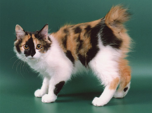 Kurilian Bobtail 3 - cat Breeds | კატის ჯიშები | katis jishebi