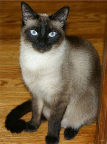 Applehead Siamese 2 - cat Breeds | კატის ჯიშები | katis jishebi