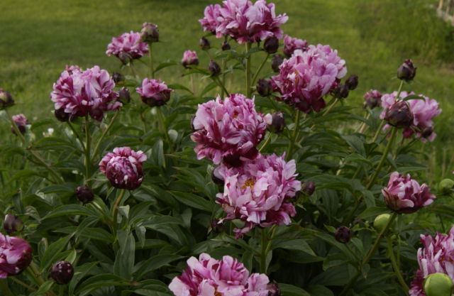 Circus-Circus -                                                                                                                 Peonies species| PIONI | პიონი