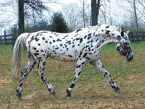 Knabstrup - horse Breeds | ცხენის ჯიშები| cxenis jishebi