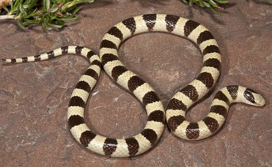 Chionactis occipitalis occipitalis - Mohave Shovel-nosed Snake - snake species | gveli | გველი