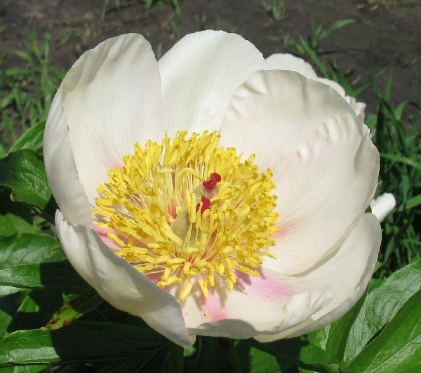 Dawn Glow -                                                                                                                 Peonies species| PIONI | პიონი