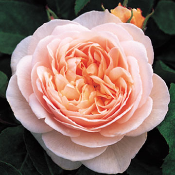 Sweet Juliet - Rose Varieties | VARDI | ვარდი                                                                                                                