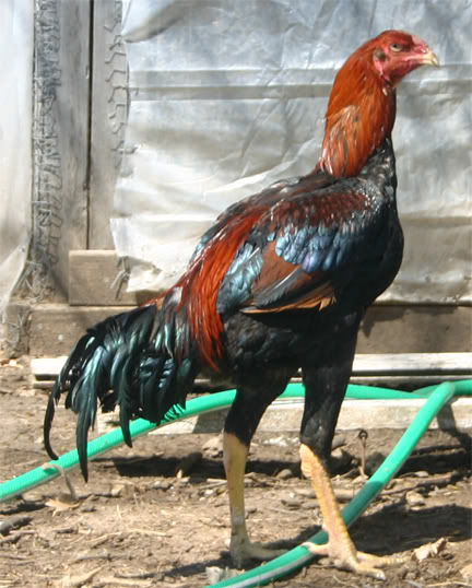 Malay - chicken Breeds | ქათმის ჯიშები | qatmis jishebi