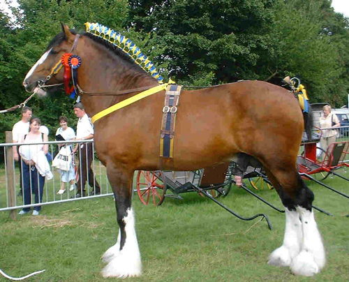 Shire 1 - horse Breeds | ცხენის ჯიშები| cxenis jishebi