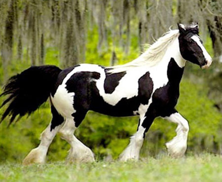 American Bashkir - horse Breeds | ცხენის ჯიშები| cxenis jishebi