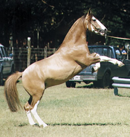 Criollo 2 - horse Breeds | ცხენის ჯიშები| cxenis jishebi